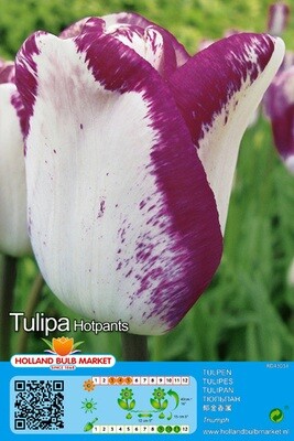 10 Tulip Triumph Hotpants Bulbs