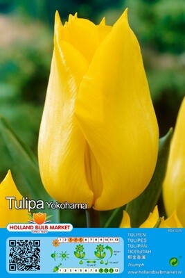 10 Tulip Triumph Yokohama Bulbs