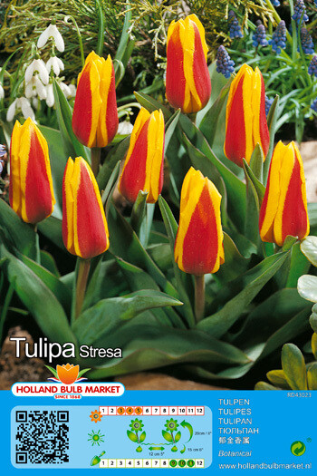 10 Tulips Botanical Stresa Bulbs