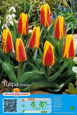10 Tulips Botanical Stresa Bulbs