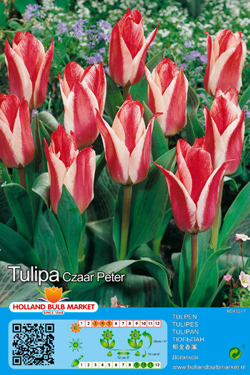 10 Tulip Botanical Czar Peter Bulbs