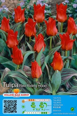 10 Tulip Red Riding Hood Bulbs