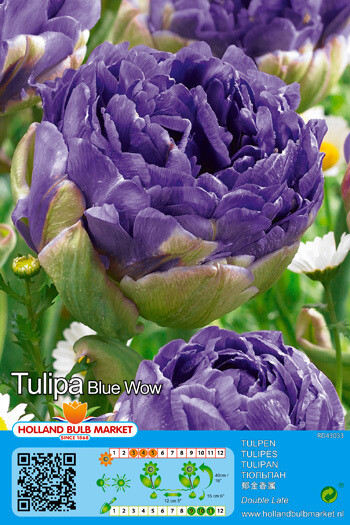 10 Tulips Blue Wow Bulbs