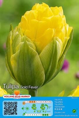 10 Tulip Gold Fever