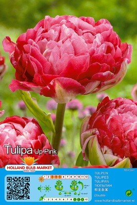 10 Double Tulip Up Pink Bulbs