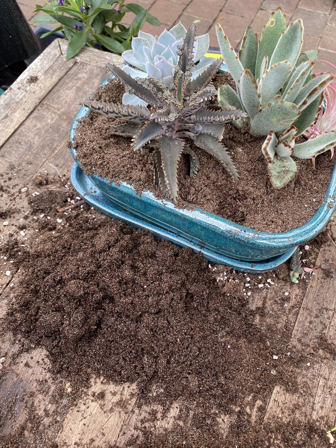 SUCCULENT AND CACTUS SOIL 2 Lt Size