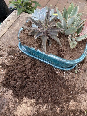 SUCCULENT AND CACTUS SOIL 2 Lt Size