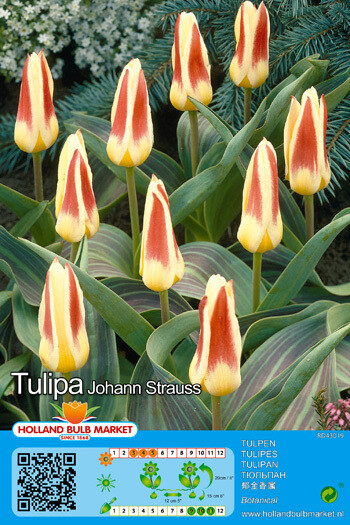 10 TulipS Johann Strauss Bulbs