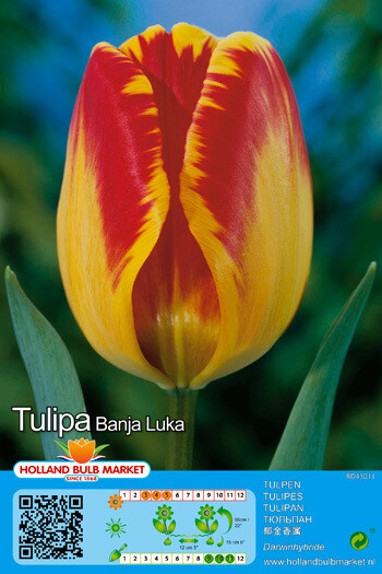 10 Tulips Darwinhybride Banja Luka Bulbs