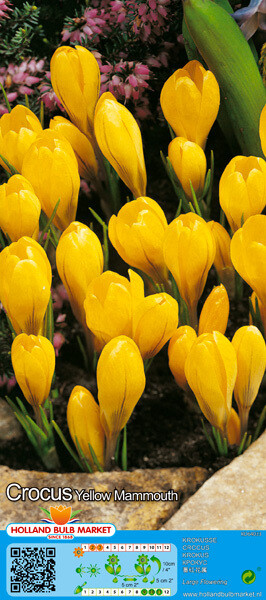 10 Crocus Large Yellow Mammouth Bulbs