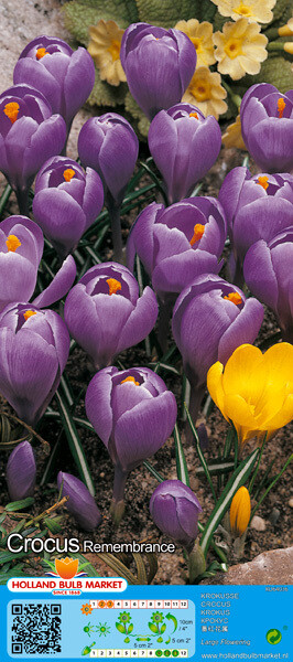 10 Crocus Large Remembrance Bulbs