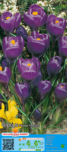 10 Crocus Large Flower Record Bulbs