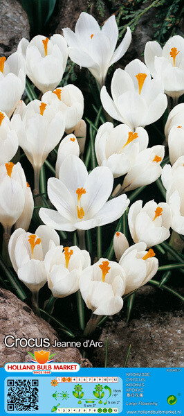 10 Crocus Large Jeanne d&#39;Arc Bulbs