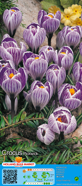 10 Crocus Large Pickwick Bulbs