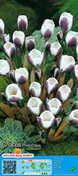 10 Crocus Botanical Prins Claus Bulbs 