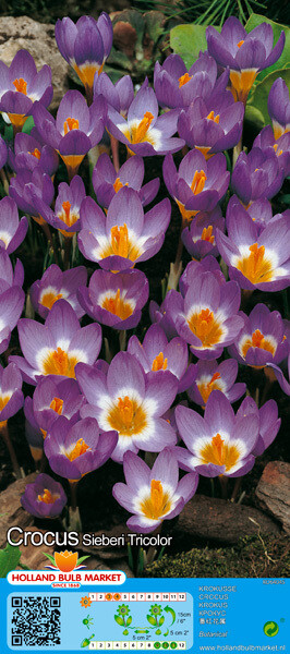 10 Crocus Botanical Sieberi Tricolor Bulbs