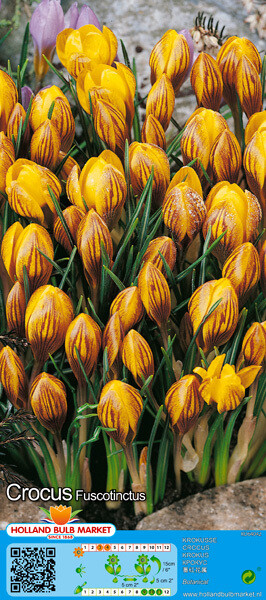 10 Crocus Botanical Fuscotinctus Bulbs