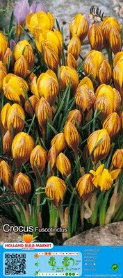 10 Crocus Botanical Fuscotinctus Bulbs