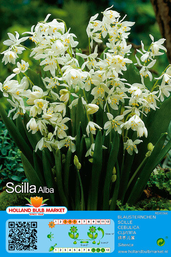 10 Scilla Siberica Alba Bulbs