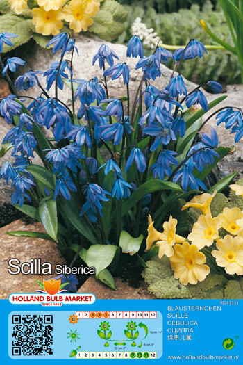 10 Scilla Siberica Bulbs
