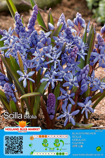 10 Scilla Bifolia Bulbs