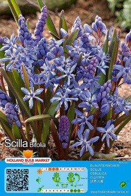 10 Scilla Bifolia Bulbs