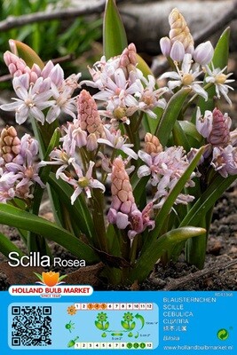 10 Scilla Bifolia Rosea Bulbs