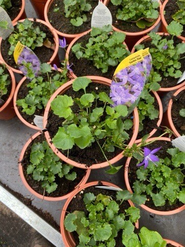 Campanula 'Garden Star'