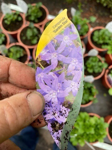 Campanula 'Garden Star'