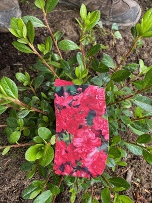 Azalea Japonica &#39;Mother&#39;s Day&#39;