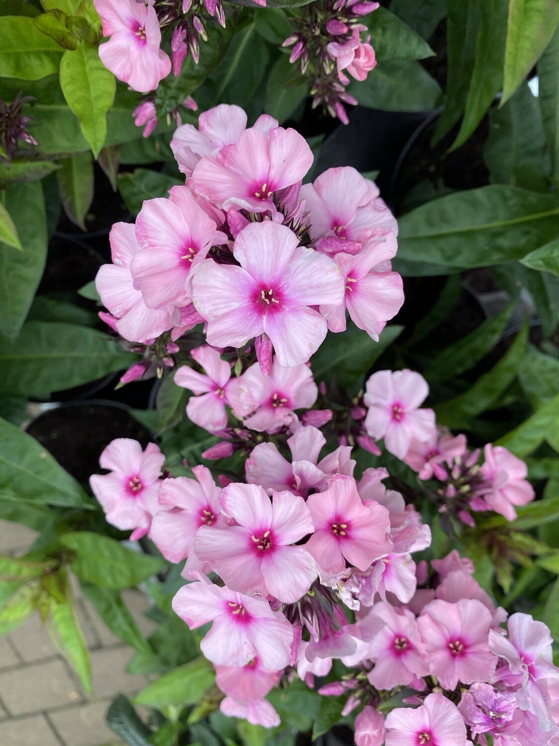 PHLOX PINK EYE months of fragrant flowers,winter hardy and lasts for years