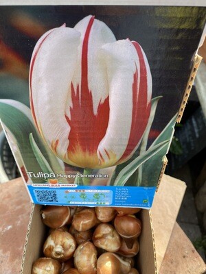10 Bulbs TULIP HAPPY GENERATION...strong Stems and leaves striped green and cream