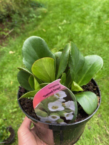 BERGENIA DIAMOND DROPS evergreen perennial that flowers in spring and early summer with Mini White flower bells .Foliage turns red and purple in autumn /winter