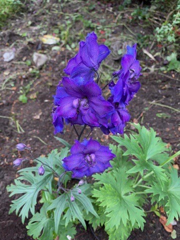 DELPHINIUM PAGAN PURPLE strong growing ,months of flower ,winter hardy and lasts for years