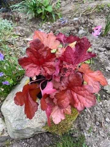 HEUCHERA FOREVER RED for Pots ,beds ,rockery Fantastic Vibrant foliage all year !