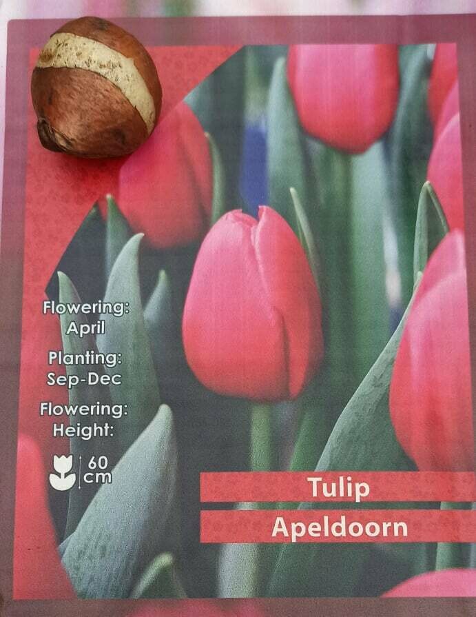 10 Tulip Apeldoorn Bulbs