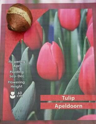 10 Tulip Apeldoorn Bulbs