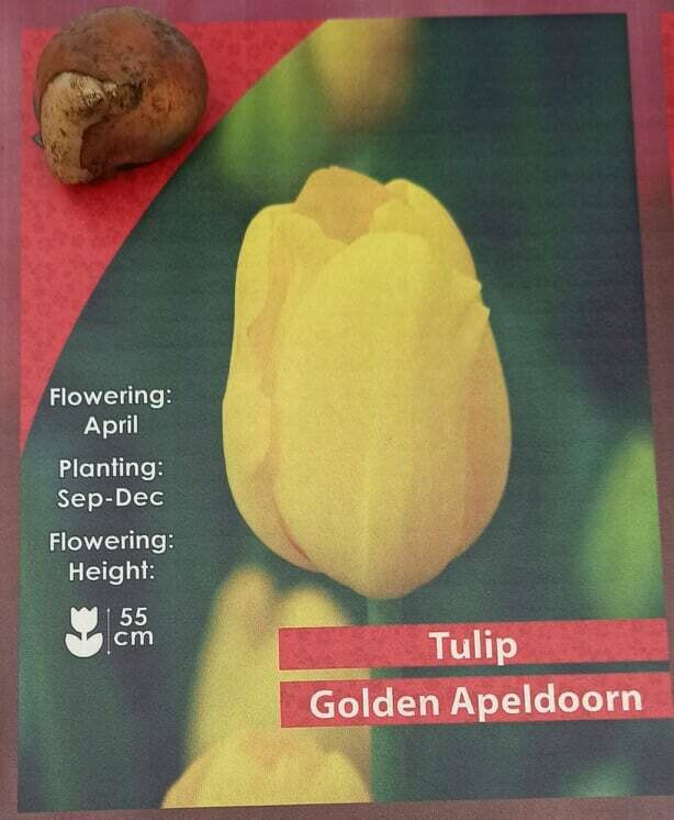 10 Tulip Golden Apeldoorn Bulbs