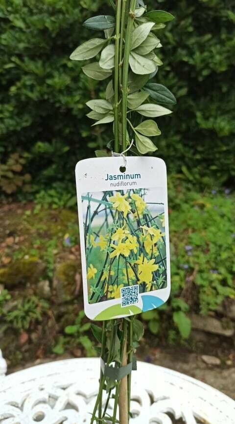 Winter Jasmine