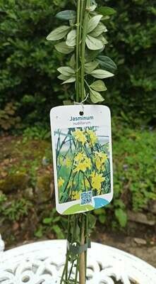 Winter Jasmine