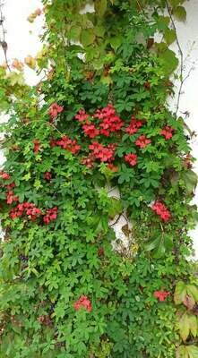 Climbing Plants