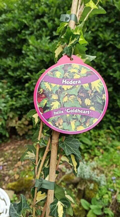 Goldheart Ivy