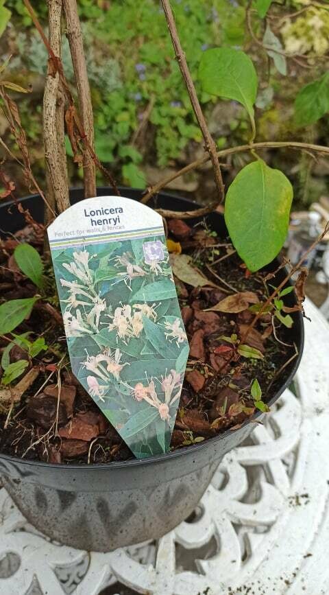 Lonicera Henryi - Evergreen Honeysuckle ,Henrys Honeysuckle
