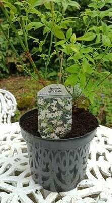 Fragrant Jasmine jasmine officinale (white)