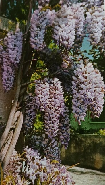 Wisteria Sinensis Boskoop fast growing climber for wall ,fence or  arch 