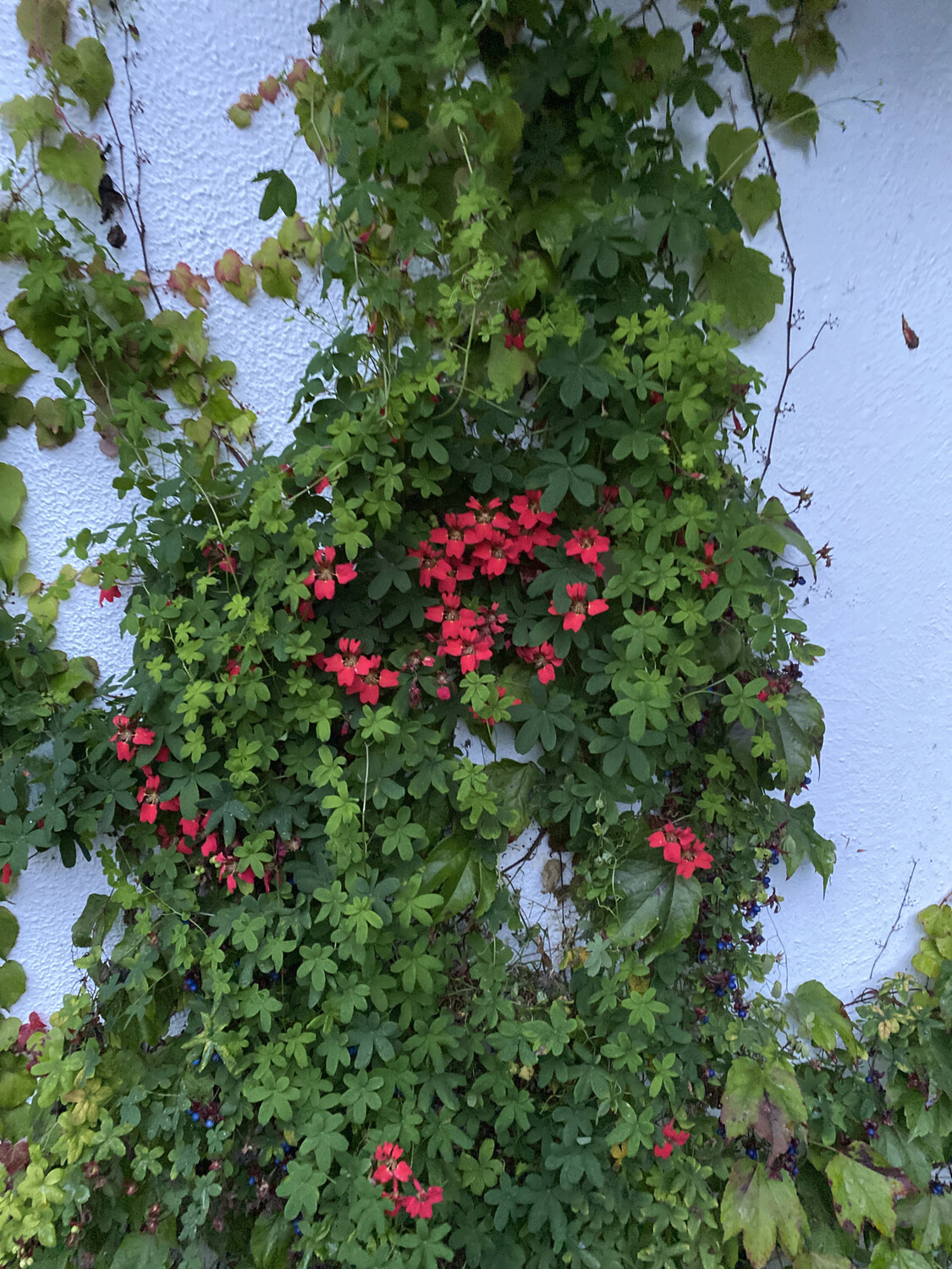 CHILEAN FLAME CREEPER lasts forever flowers from June Until September . Happy scrambling Into hedges or trees Potted plants pruned down ready for planting