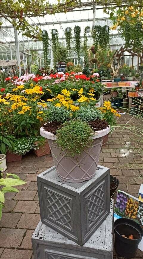 DIY Lavender Pot Combo