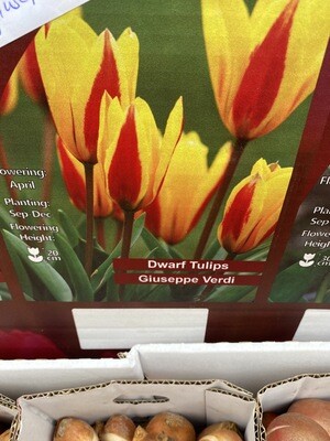 10 DWARF TULIP GIUSEPPE VERDI
