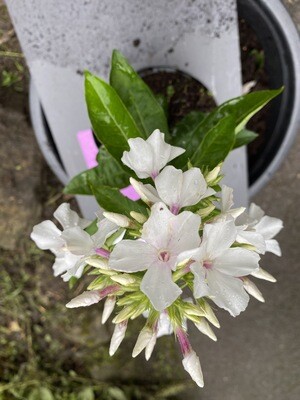 FRAGRANT ADESSA WHITE PHLOX