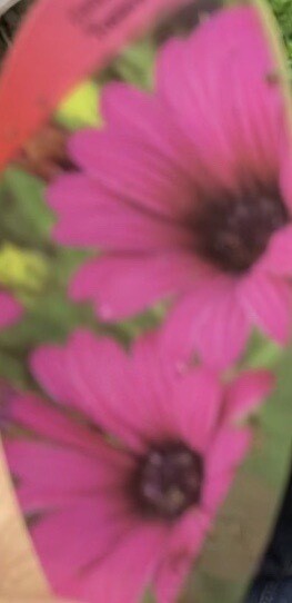 AFRICAN DAISY TRESCO PURPLE is A Spreading AFRICAN DAISY